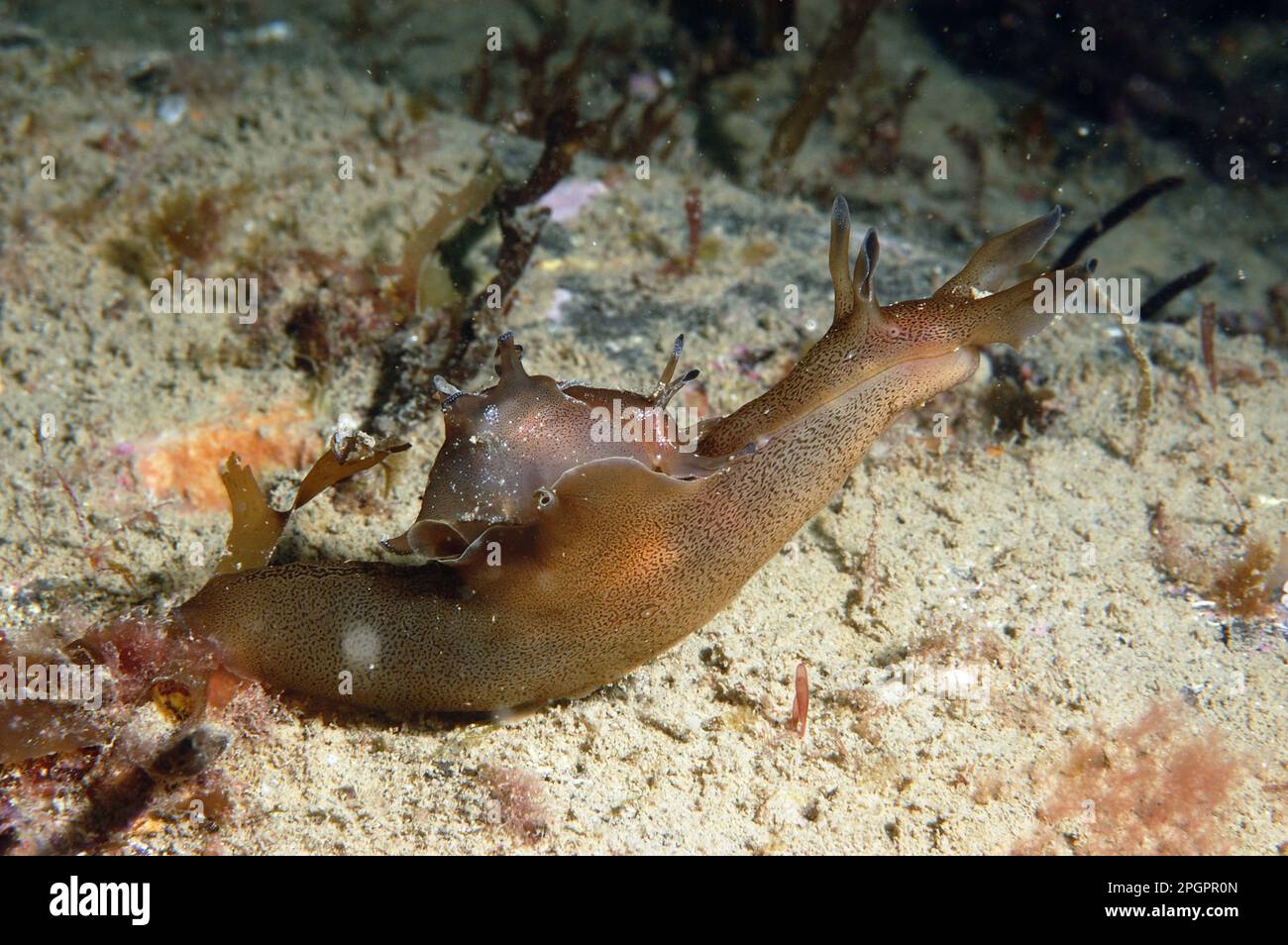 Spotted sea-hare, Spotted sea-hares, Other animals, Sea snails, Snails, Animals, Molluscs, Sea-hare (Aplysia punctata) adult, on seabed, Brandy Bay Stock Photo