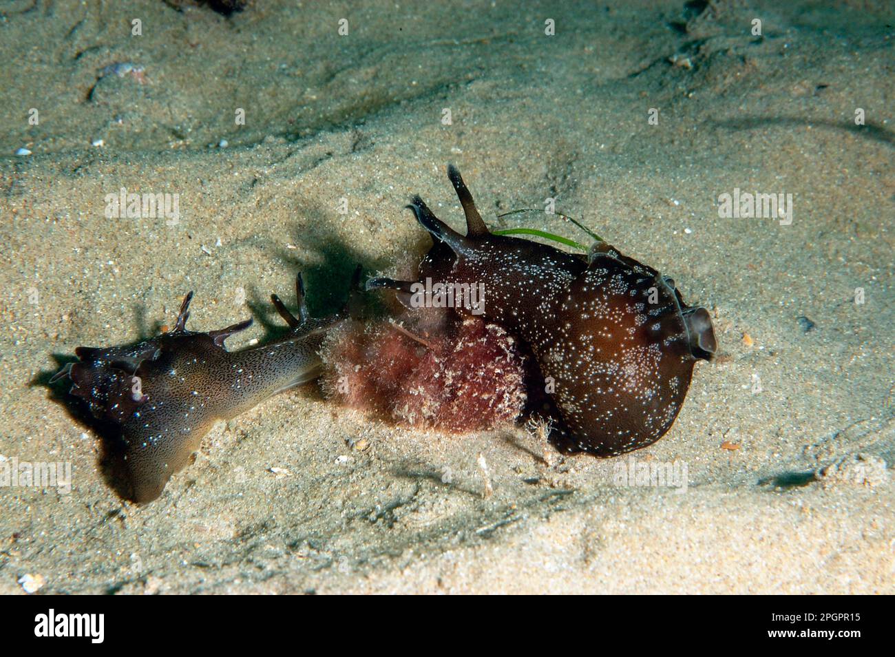 Spotted sea-hare, Spotted sea-hares, Other animals, Sea snails, Snails, Animals, Molluscs, Sea-hare (Aplysia punctata) two adults, on sandy seabed Stock Photo