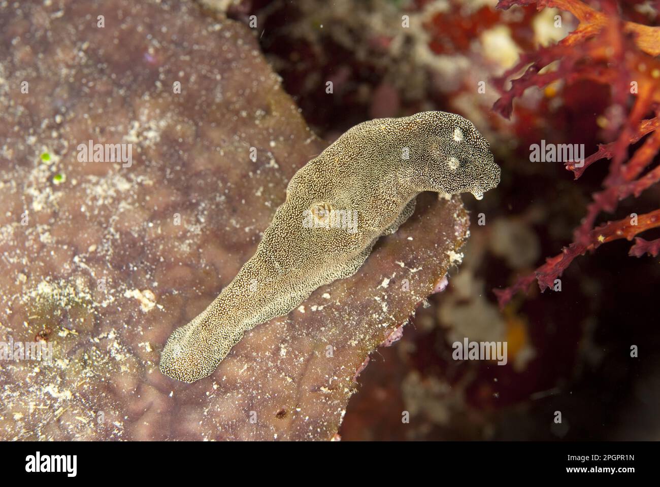Starry Glossodoris Nudibranch (Glossodoris stellatus) adult, on reef, Sipadan Island, Sabah, Borneo, Malaysia, Other animals, Marine snails, Snails Stock Photo