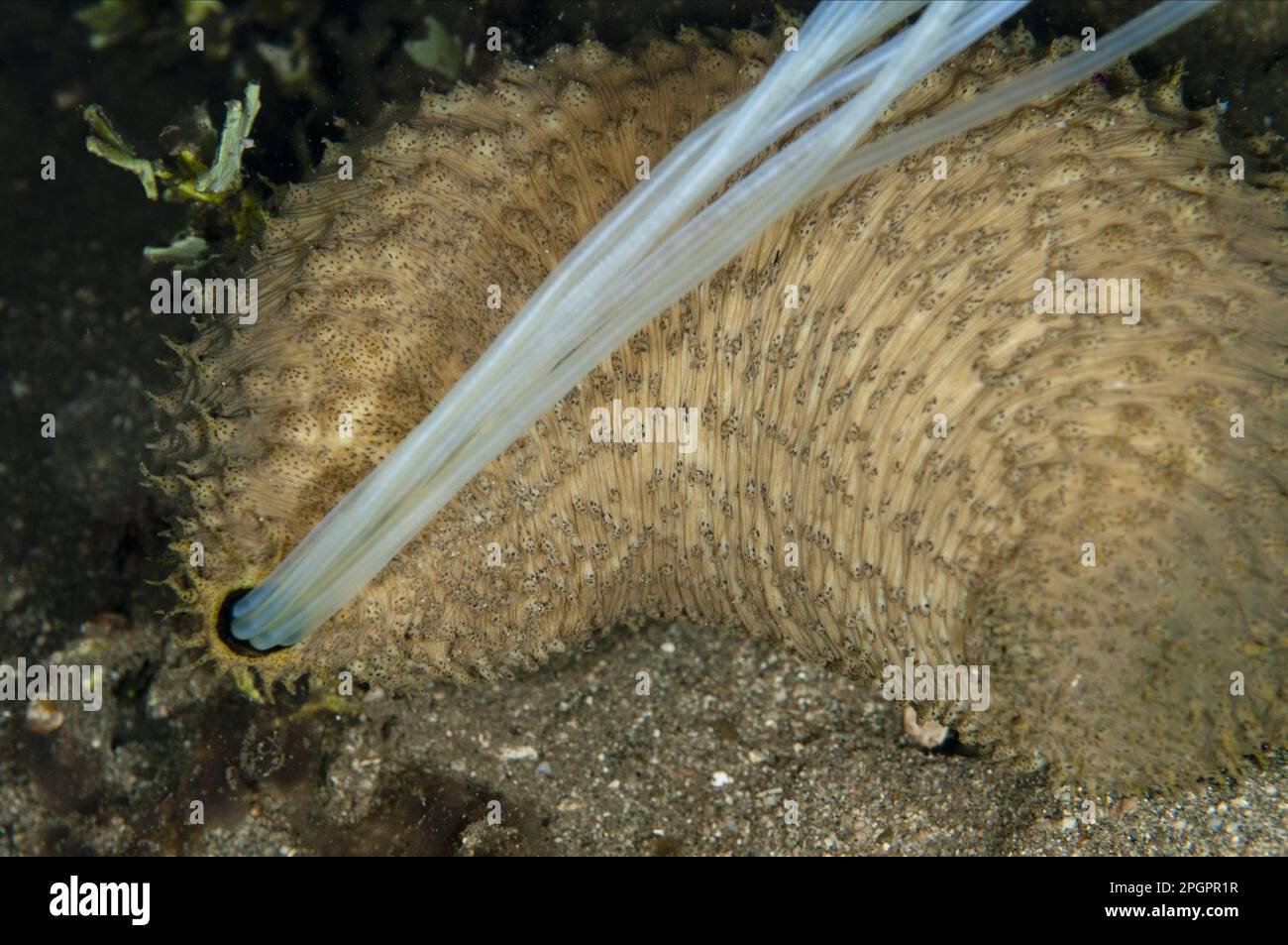 Light-sensitive adult sea cucumber (Holothuria impatiens) expelling sticky defensive cuivierian respiratory tubules at night, Manado, Sulawesi Stock Photo