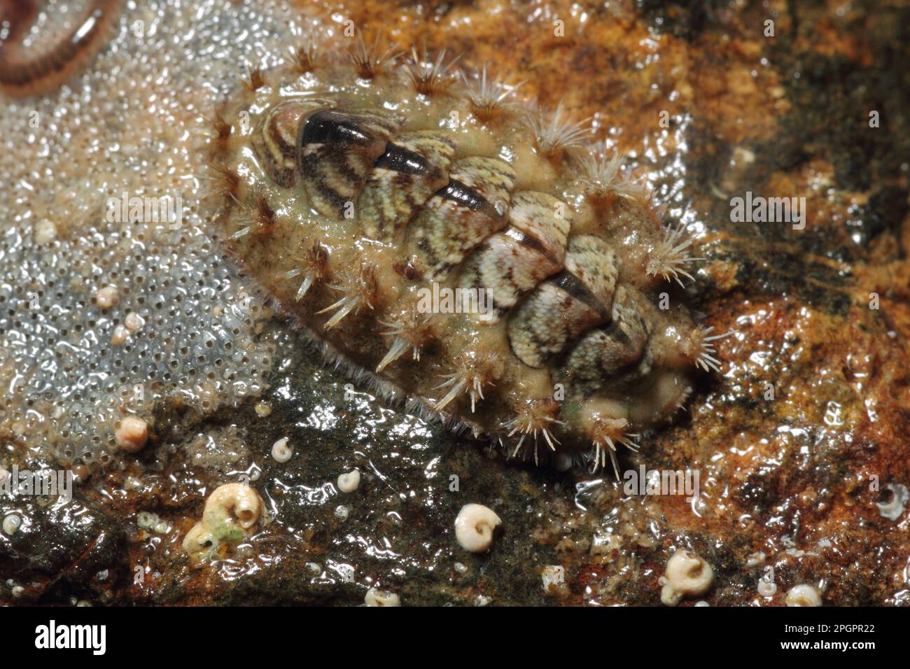 Beetle snail, Beetle snails, Other animals, Marine snails, Snails, Animals, Molluscs, Bristled Chiton (Acanthochitona fascicularis) adult, in Stock Photo