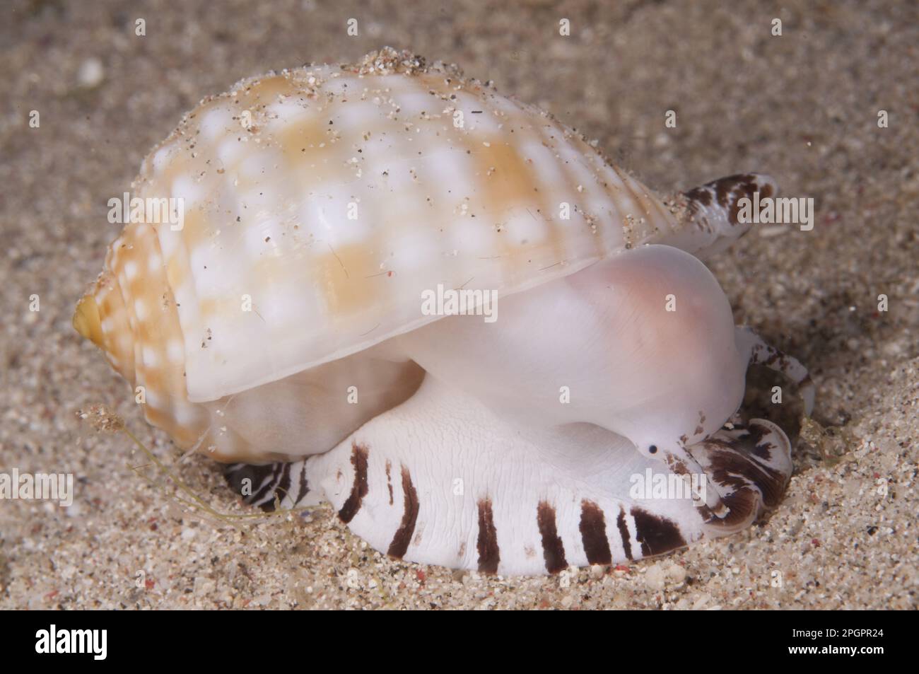 Other animals, Marine gastropods, Snails, Animals, Molluscs, Shell