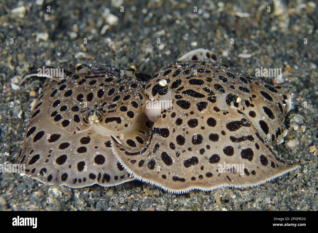 Other animals, Marine snails, Snails, Animals, Molluscs, Moon-headed Sidegill Slug (Euselenops luniceps) adult pair, mating on black sand, Lembeh Stock Photo