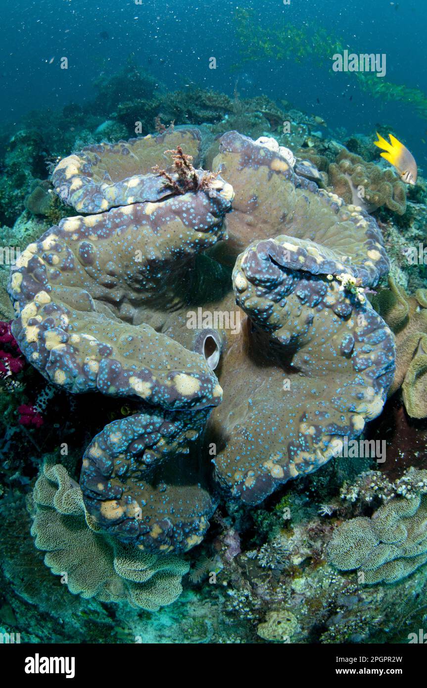 Fluted fluted giant clams (Tridacna squamosa), Other animals, Shells, Animals, Molluscs, Fluted Giant Clam adult, mantle and siphon, Mioskon, Dampier Stock Photo