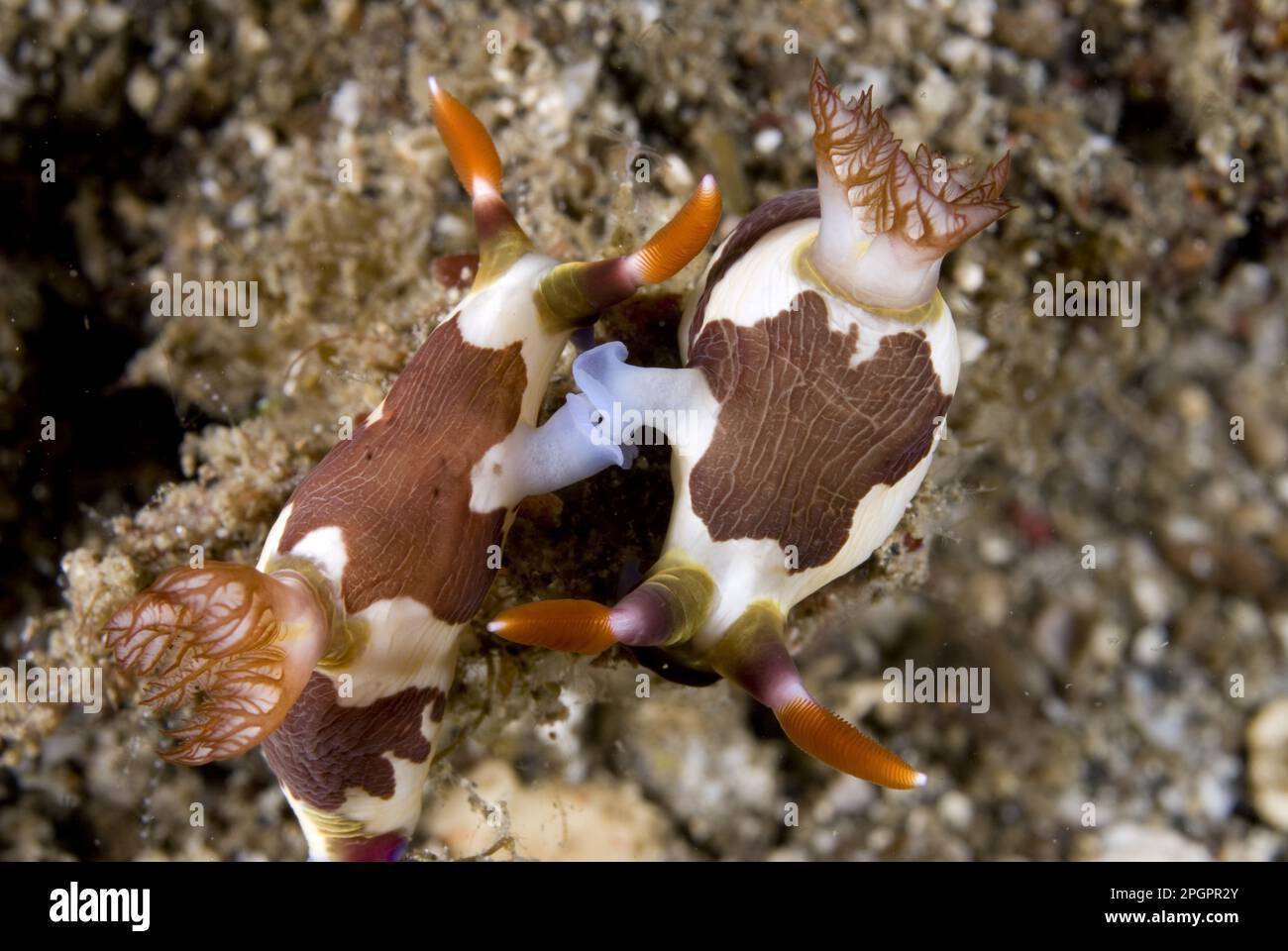 Neon star snail, Neon star snails (Nembrotha rutilans), Other animals, Marine snails, Snails, Animals, Molluscs, Nembrotha Seaslug adult pair Stock Photo