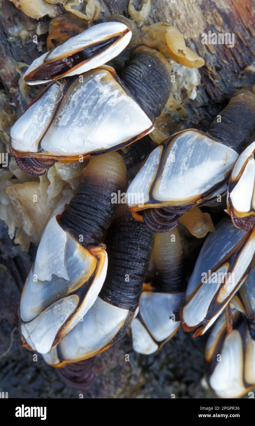 Barnacle, smooth gooseneck barnacle (Lepas anatifera), Other animals, Crustaceans, Crustaceans, Animals, Shell, Barnacle Goose or Ship's Barnacles Stock Photo