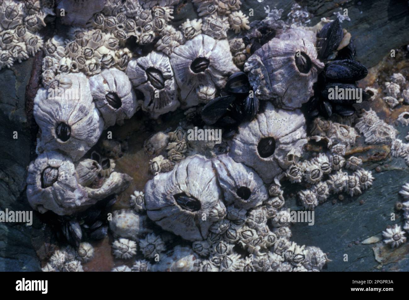 Mussel, barnacle (Balus perforatus) with Balanoides &amp, Chthamalus stellatus, Patella vulgata&amp Stock Photo