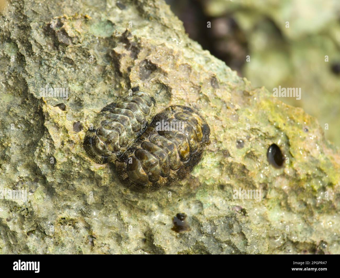 Beetle snail, Beetle snails, Other animals, Marine snails, Snails, Animals, Molluscs, Fuzzy Chiton (Acanthopleura granulata) two adults, on wave Stock Photo