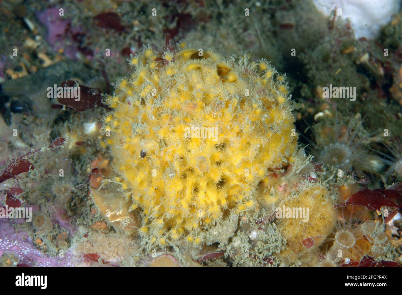 Yellow Ball Sponge