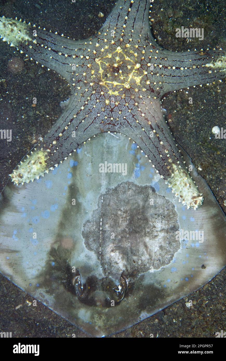 Honeycomb starfish (Pentaceraster alveolatus) adult, feeding, on corpse of bluespotted ribbontail ray (Taeniura lymma), on black sand at night Stock Photo