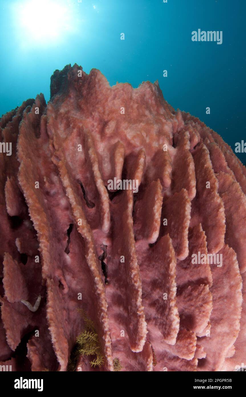 Vase sponge, barrel sponges (Xestospongia testudinaria), Sponge