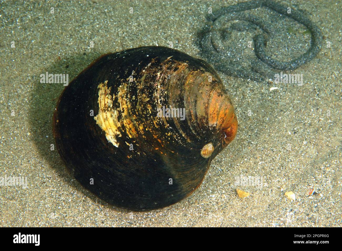 Ocean quahog (Arctica islandica), Other animals, Mussels, Animals