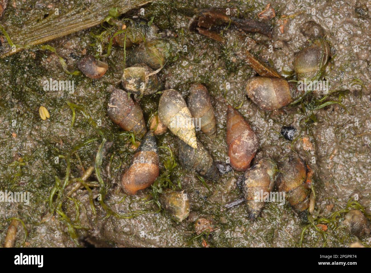 Peringia ulvae, Common Mudflat Snail, Common Mudflat Snails, Other Animals, Marine Snails, Snails, Animals, Molluscs, Laver Spire Shell (Hydrobia Stock Photo