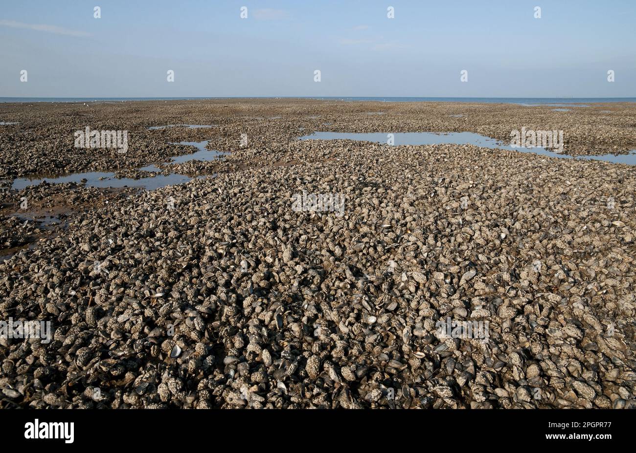 Common (Mytilus edulis) Mussel beds, exposed on beach at low tide