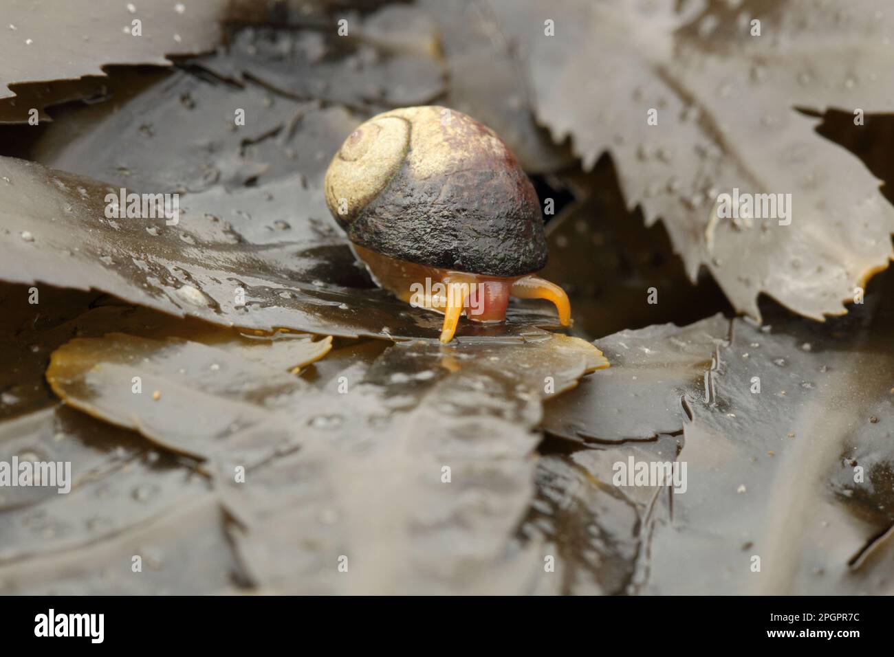 Flat periwinkles (Littorina obtusata), Other animals, Marine gastropods, Snails, Animals, Molluscs, Flat periwinkle adult, on wreck fronds Stock Photo