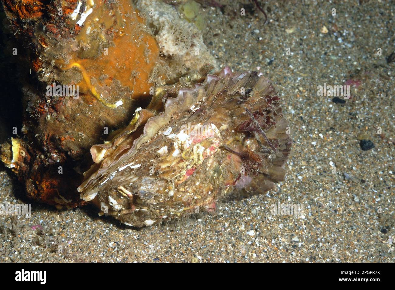 Belons, Edible Oyster (Ostrea edulis), European Common Oyster, Edible Oysters, Other Animals, Molluscs, Animals, Molluscs, Edible Oyster adult Stock Photo