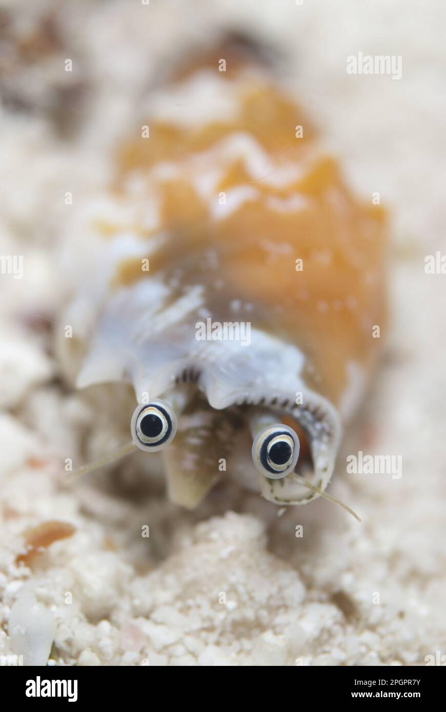 Fencer snail, Fencer snails, Other animals, Marine snails, Snails, Animals, Molluscs, Toothed Conch (Strombus dentatus) adult, eyes, in sand at Stock Photo