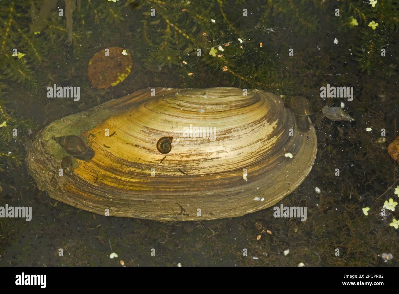 Swan mussel (Anodonta cygnea), Common Clam, Swan Mussel, Great Pond Clams, Common Bivalves, Swan Mussels, Other Animals, Shells, Animals, Molluscs Stock Photo