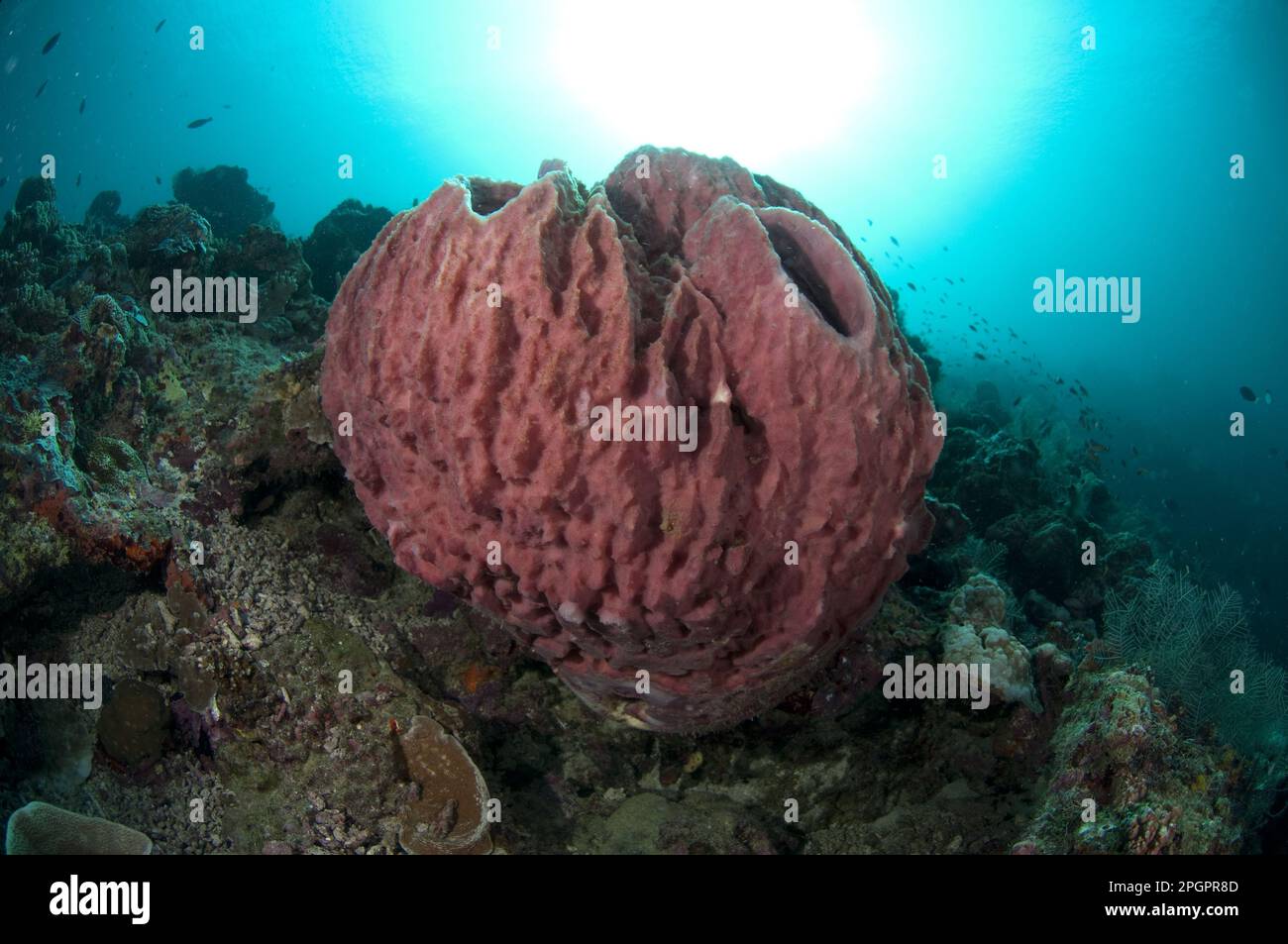 Vase Sponge, barrel sponges (Xestospongia testudinaria), Vase Sponges, Sponge, Sponges, Other Animals, Animals, Red Barrel Sponge on reef, Sipadan Stock Photo