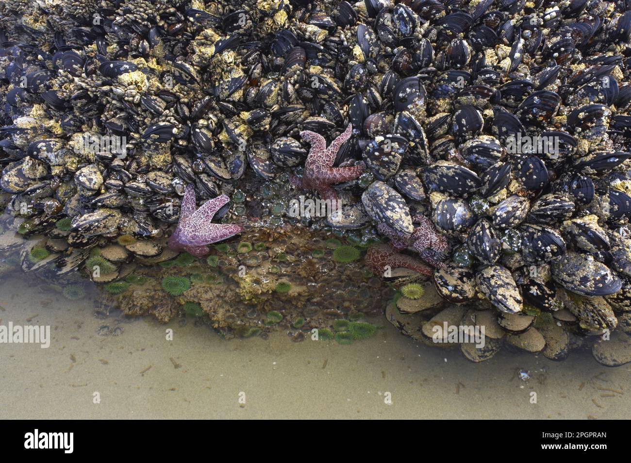 Ochre Seastar (Pisaster ochraceus) and Giant Green Anemone (Anthopleura xanthogrammica) exposed in mussel bed at low tide, Cannon Beach, Oregon (U.) Stock Photo