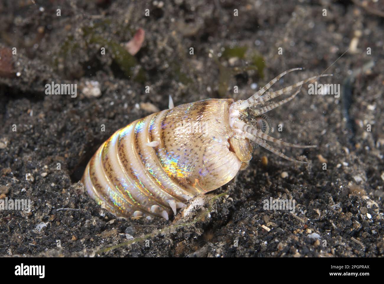 Ringworm, Ringworms, Polychaetae, Animals, Other animals, Worms, Bobbit Worm (Eunice sp.) adult, buried in sand, Lembeh Straits, Sulawesi, Sunda Stock Photo