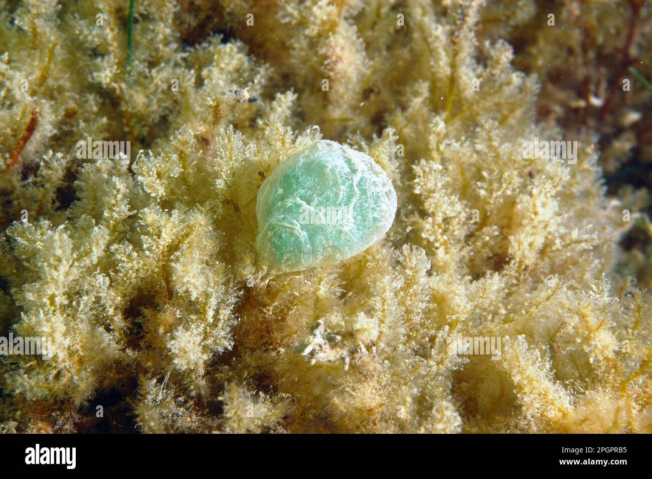 Paddleworm (Phyllodoce sp.) eggs, attached to seaweed, Kimmeridge Bay, Dorset, England, United Kingdom Stock Photo