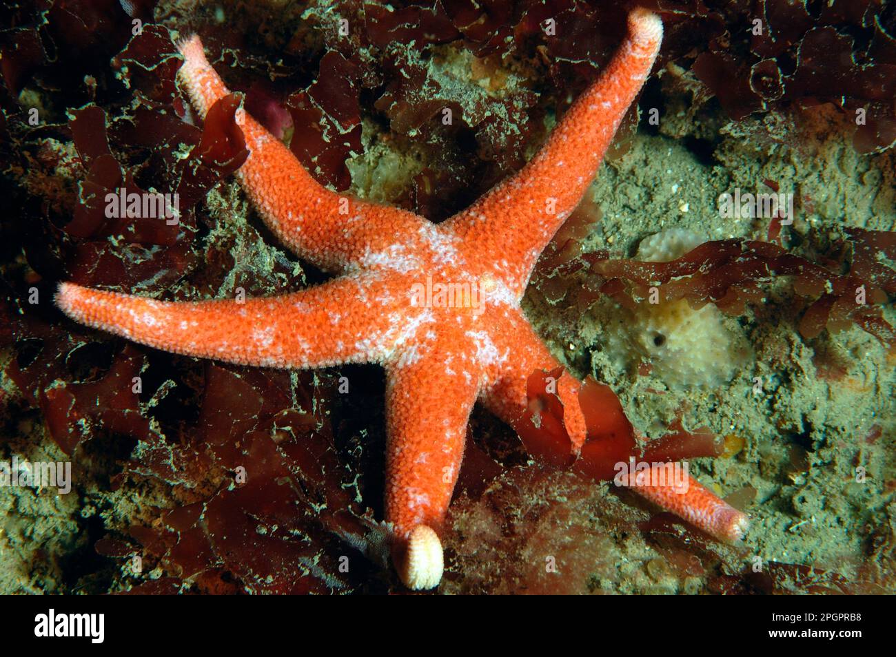 Spotted Blood Star, Spotted Blood Star, Starfish, Starfish, Other animals, Echinoderms, Animals, Bloody Henry Starfish (Henricia oculata) adult, on Stock Photo