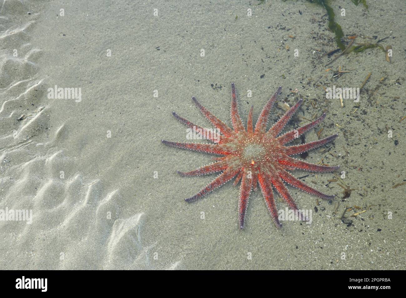 Sunflower Starfish (Pycnopodia helianthoides) adult, in shallow water of sandy pool, Olympic N. P. Washington State (U.) S. A Stock Photo