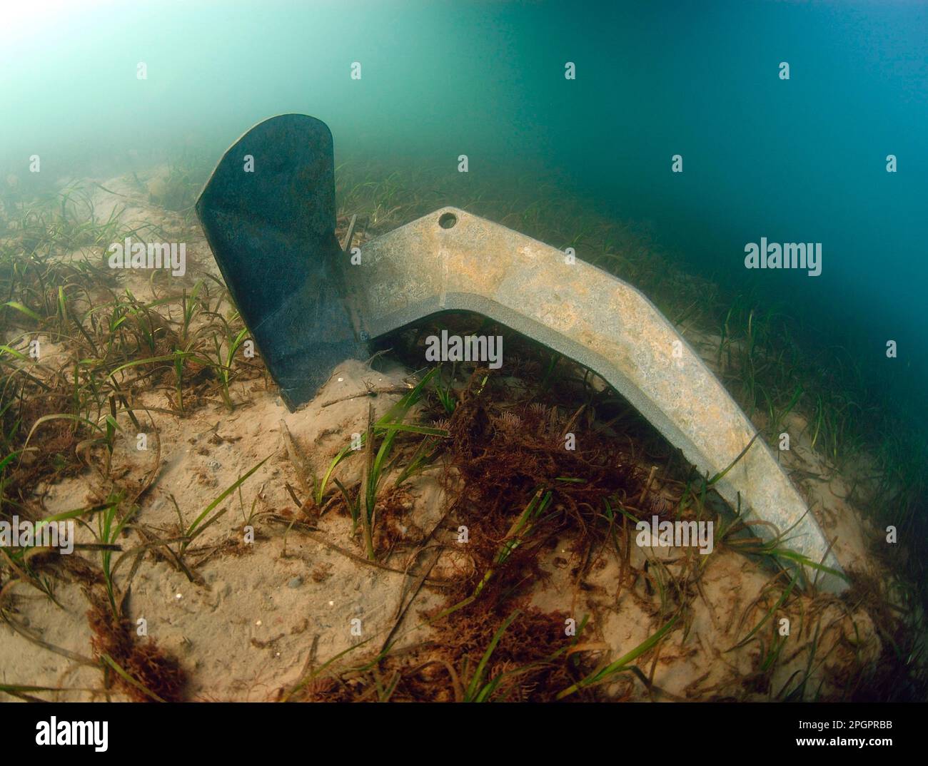 Common eelgrass (Zostera marina), seagrass family, aquatic plants