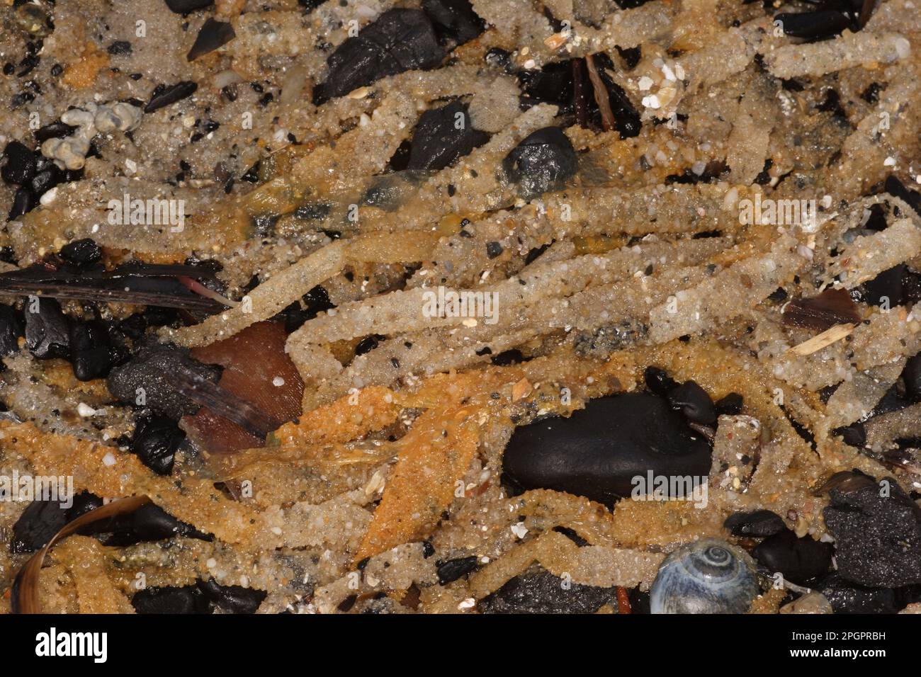 Sand Mason Worm (Lanice conchilega) tubes, washed up on strandline, Studland Beach, Dorset, England, United Kingdom Stock Photo
