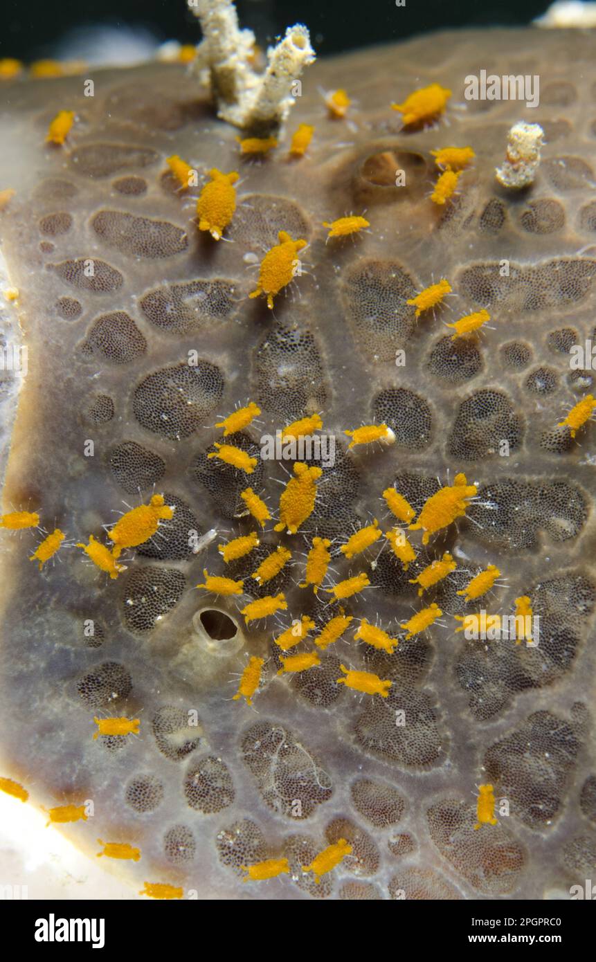 Group of sponge isopods (Santia sp.), Lembeh Strait, Sulawesi, Sunda Islands, Indonesia Stock Photo