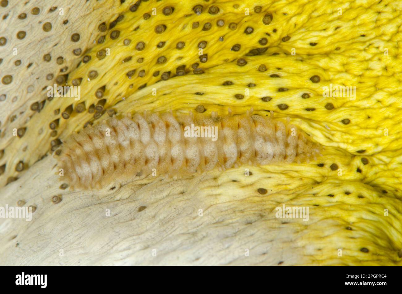 Scale worm (Gastrolepidia clavigera) adult, on the underside of leopard sea cucumber (Bohadschia argus), Aer Perang, Lembeh Strait, Sulawesi, Greater Stock Photo