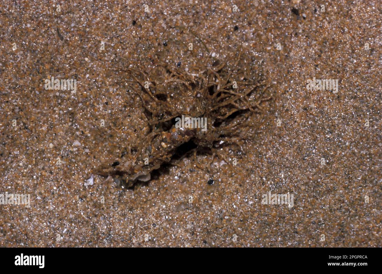 Sand mason worm (Lanice conchilega), Tree tube worm, Tube worm, Tube worms, Animals, Other animals, Worms, Sand Mason Worm Frilled top of a tube Stock Photo