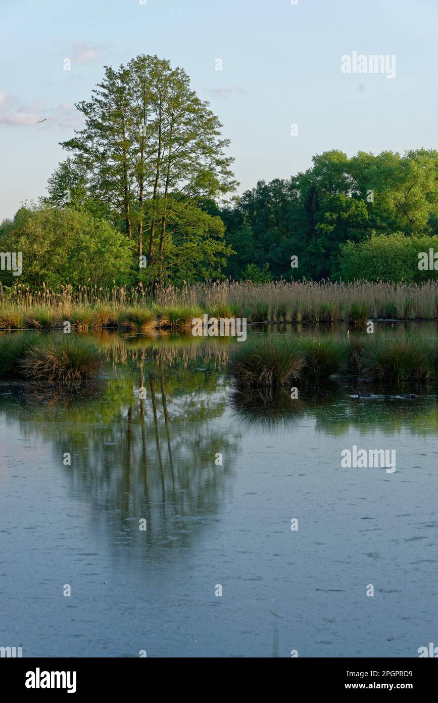 black-alder-alnus-glutinosa-schwalm-nette-nature-park-nettetal