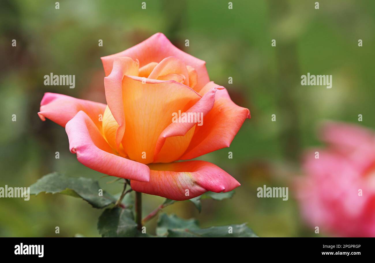 Orange pink Rose Stock Photo