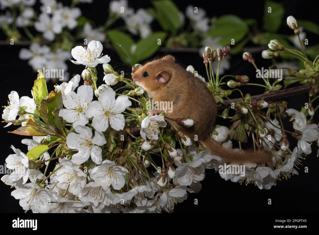 Hazel Dormouse (Muscardinus avellanarius), adult, in cherry flowers Stock Photo