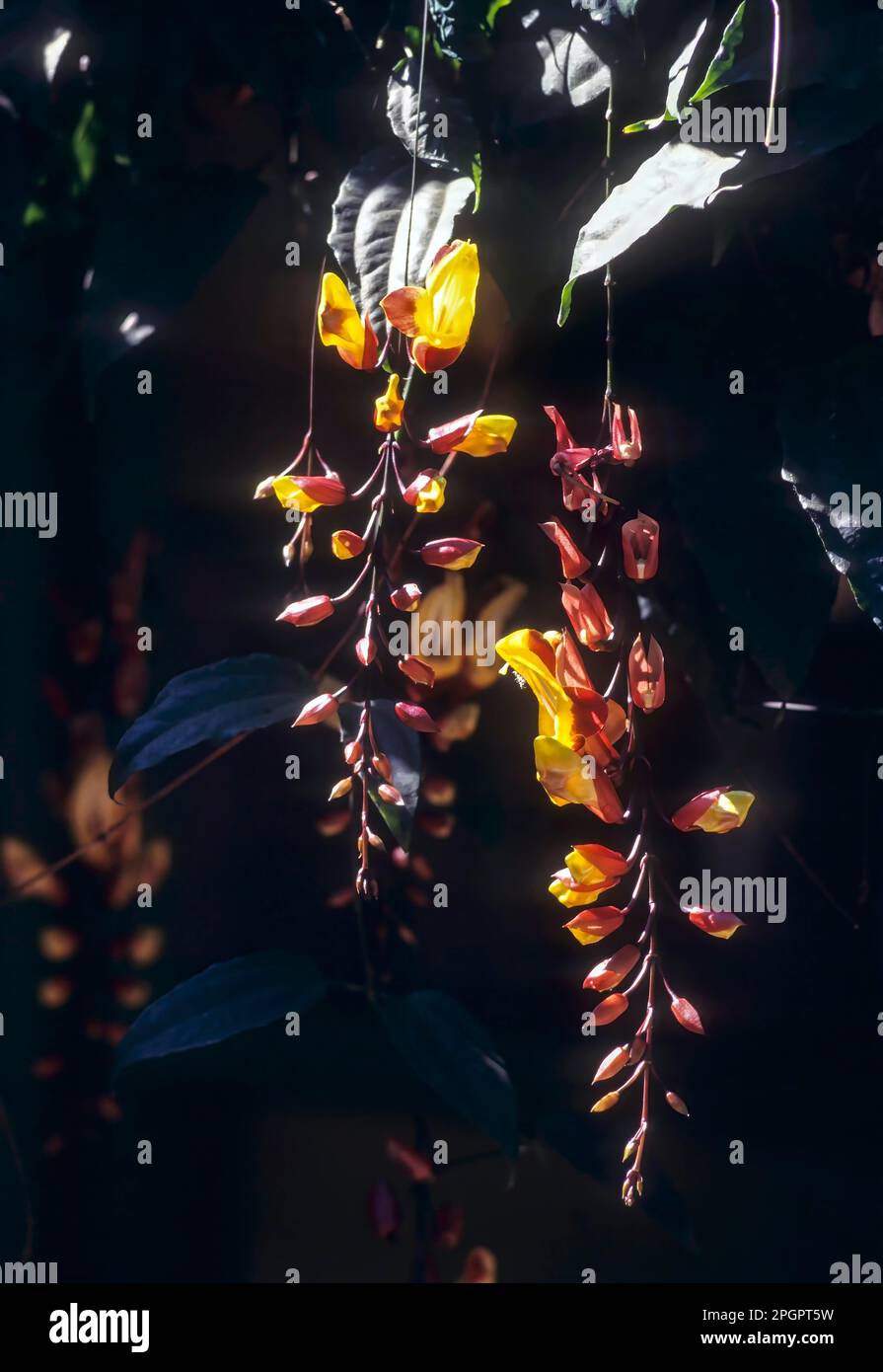 Rain bow creeper (Thunbergia mysorensis) (acanthaceae), India Stock Photo