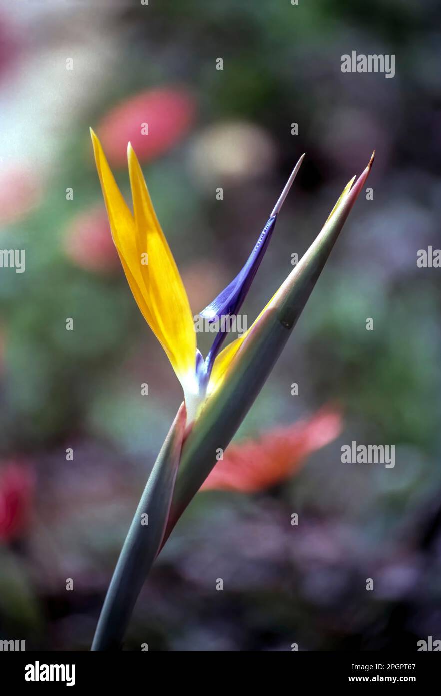 Bird of paradise (Strelitzia reginae) flower in Kodaikanal, Tamil Nadu