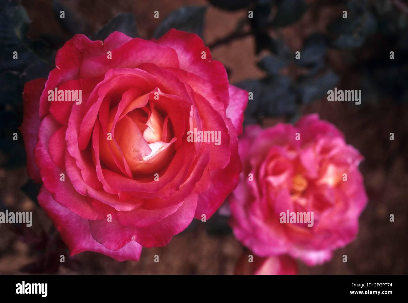 Rose flower, Rose Garden in Vijayanagaram of Ooty, Udhagamandalam
