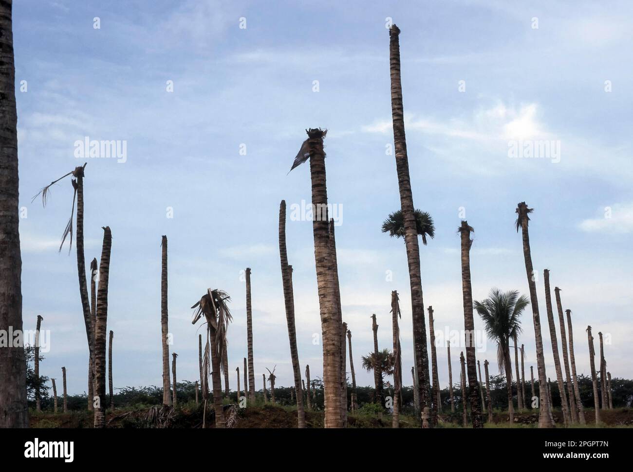 Drought withered coconut grove in Pollachi near Coimbatore, Tamil Nadu, India, Asia Stock Photo