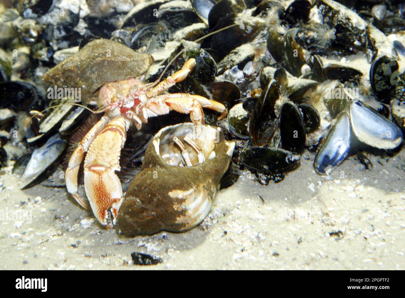 Hermit crab colony hi-res stock photography and images - Alamy