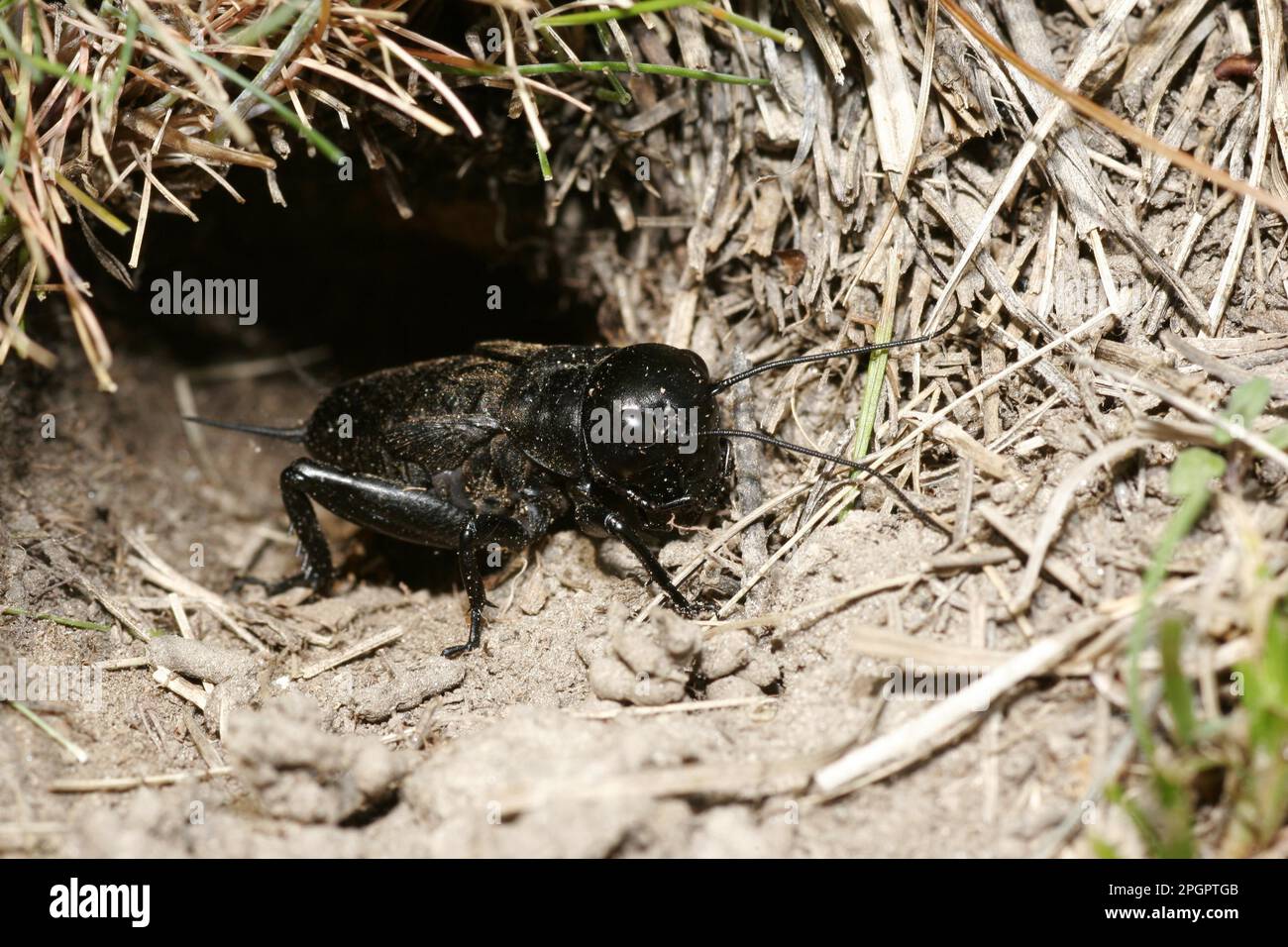 Field Cricket Stock Photo