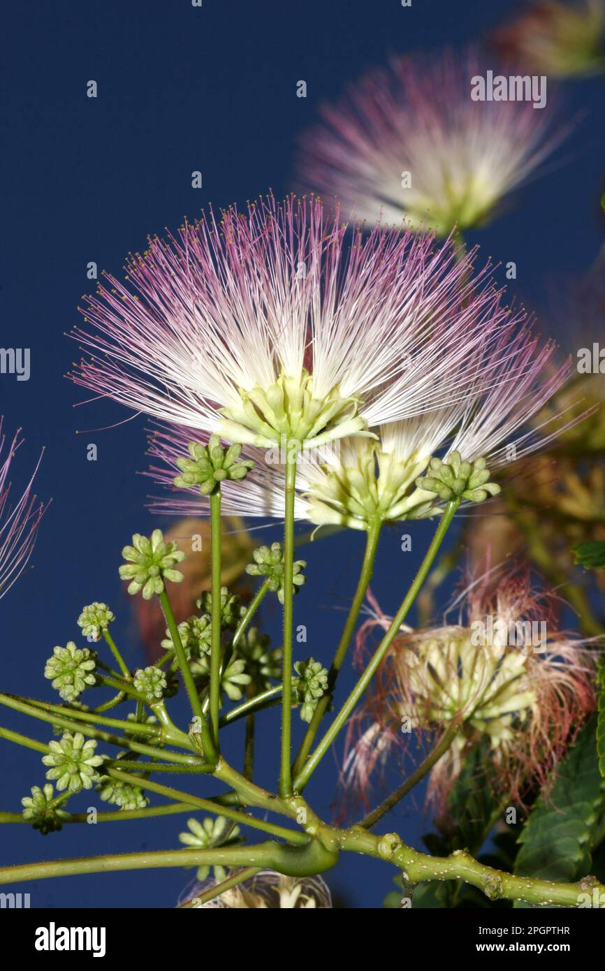 Persian silk tree Stock Photo Alamy