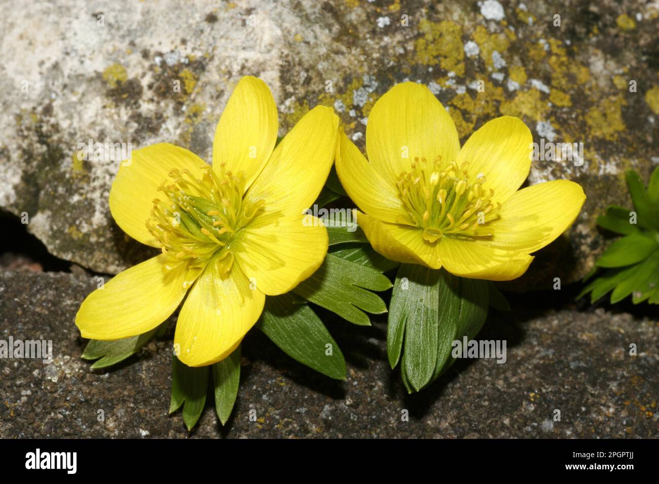 Adonis annua hi-res stock photography and images - Alamy