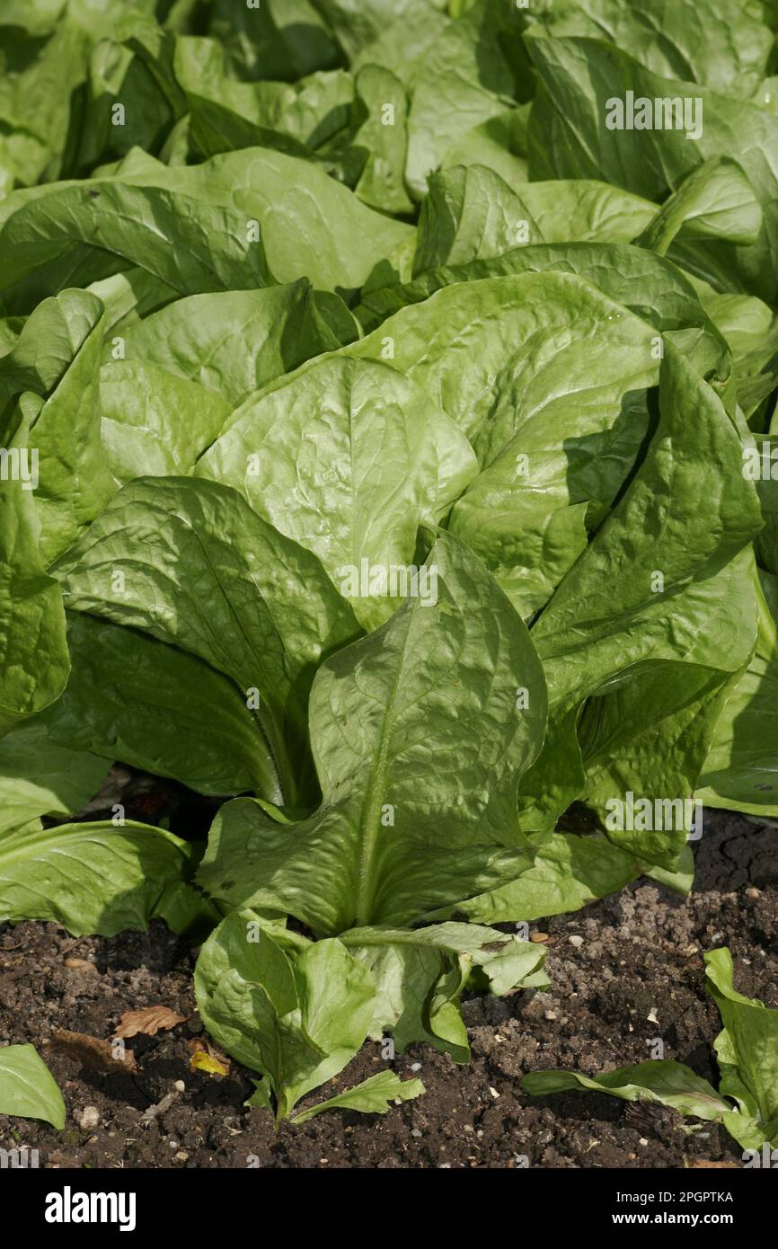 Sugar Loaf Salad Stock Photo - Alamy