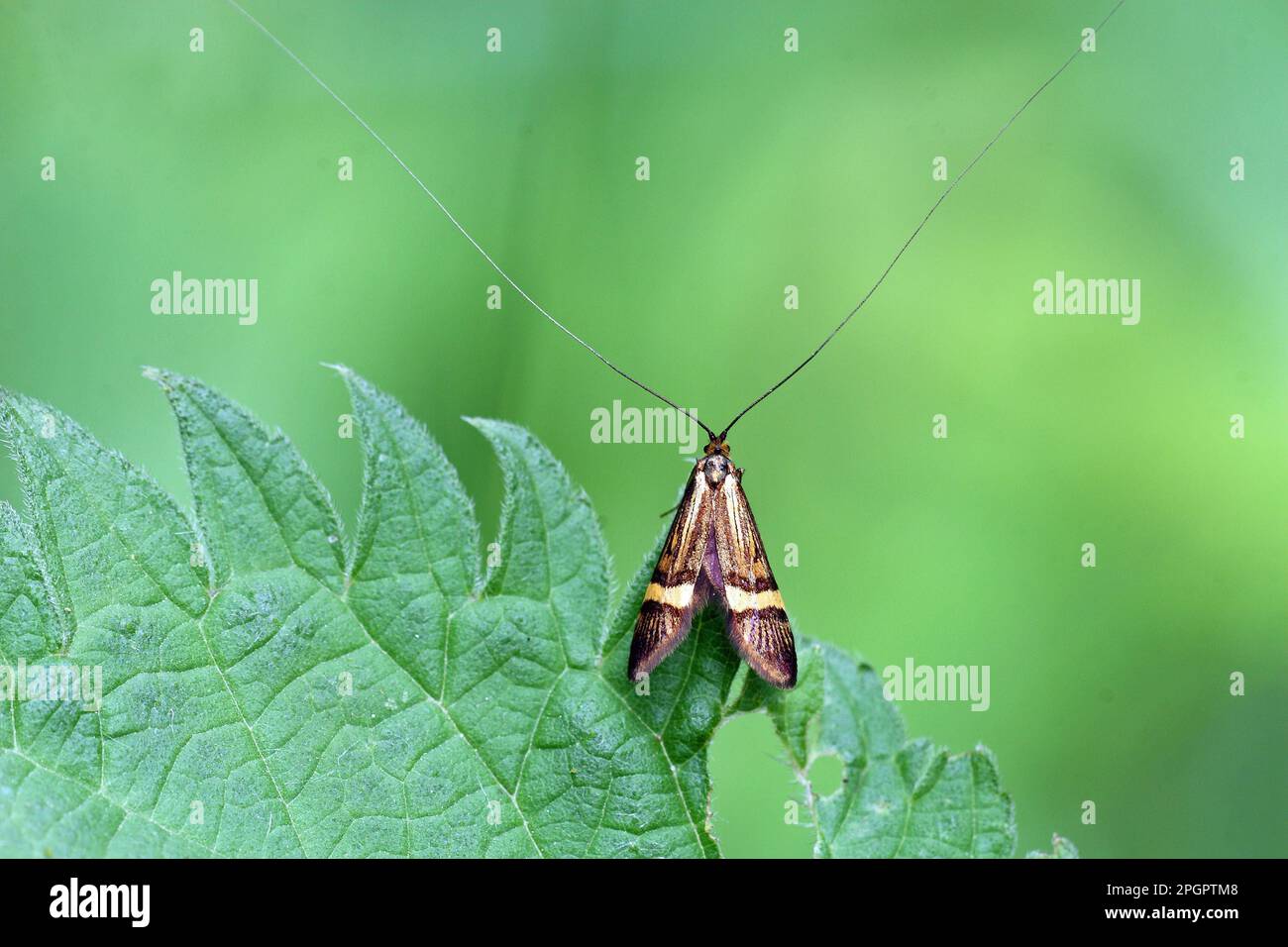 https://c8.alamy.com/comp/2PGPTM8/longhorn-moth-male-2PGPTM8.jpg