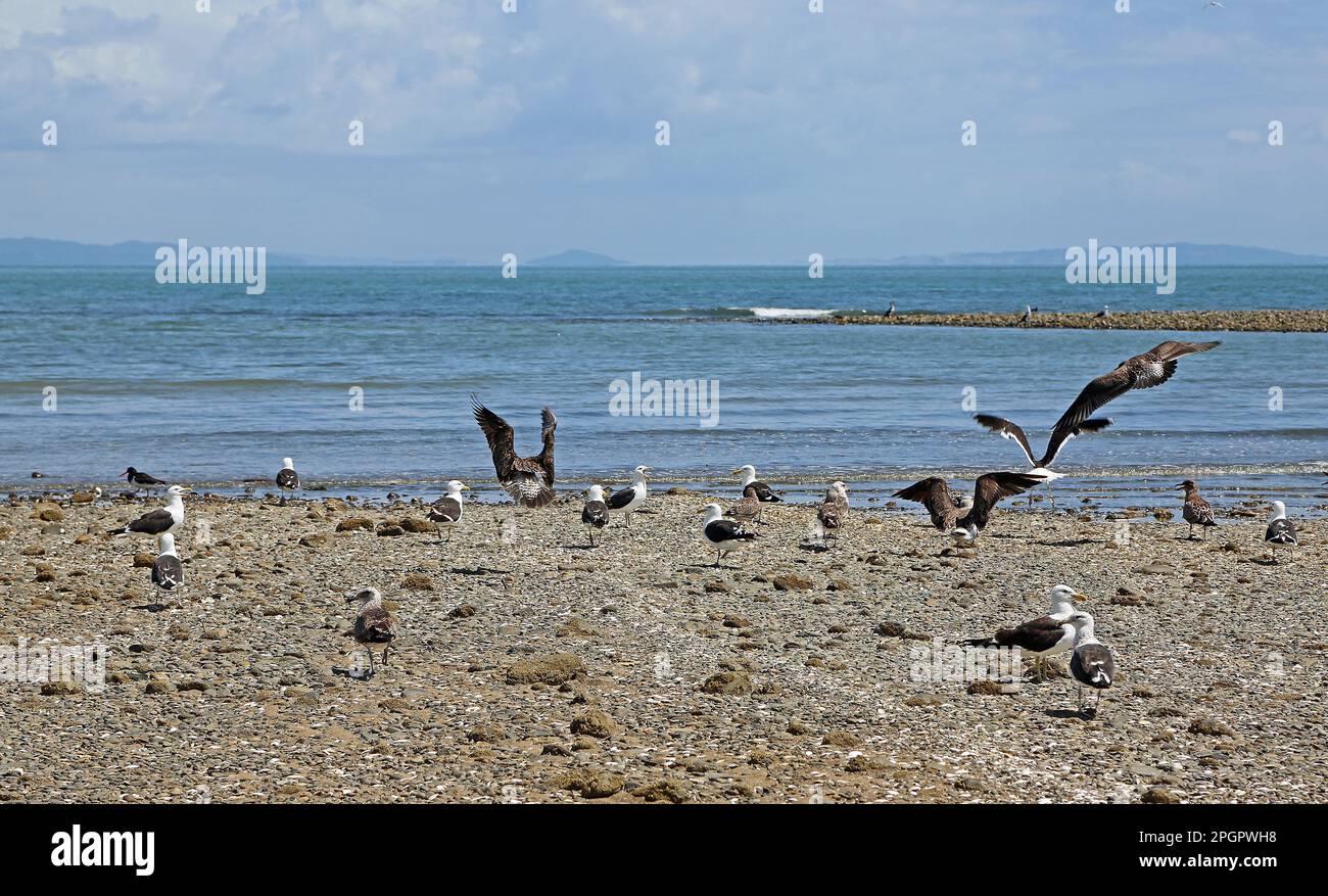 Unrest among birds - New Zealand Stock Photo