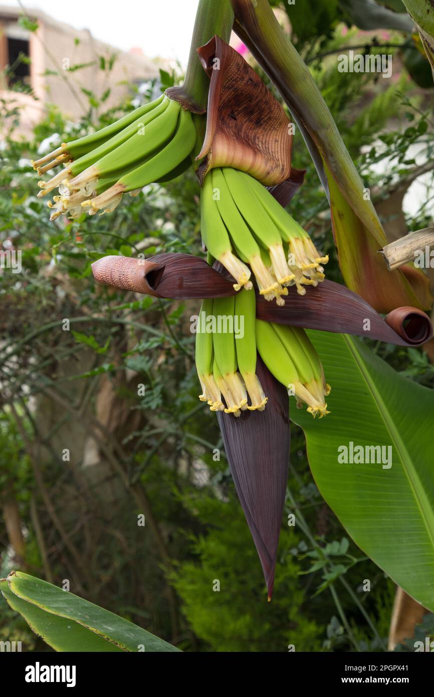 immature green banana plantation fruit blooming flowers Stock Photo