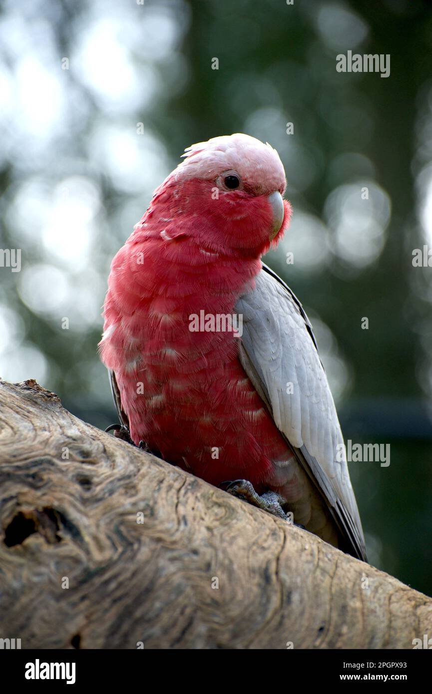 Galahs (Cacatua Roseicapilla) are common in Victoria, Australia, but can be fun to watch their silly antics. This one was curious about my camera. Stock Photo
