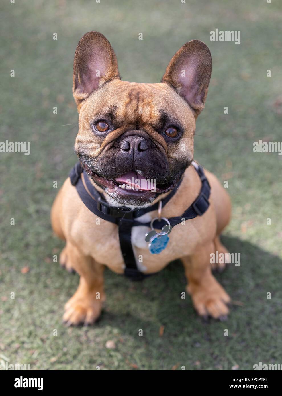 3-Years-Old Fawn Male Frenchie Puppy Sitting with An Expressive Face. Off-leash dog park in Northern California. Stock Photo